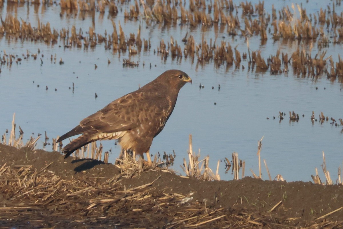 Common Buzzard - ML647147716