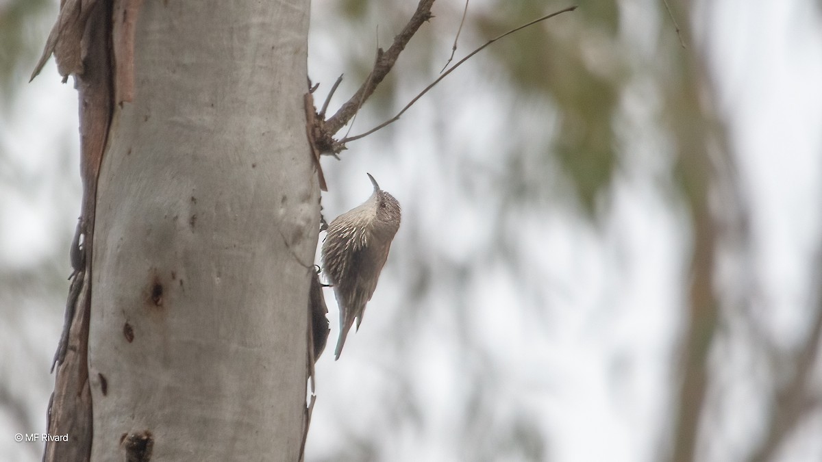 lezčík bělohrdlý - ML647147717