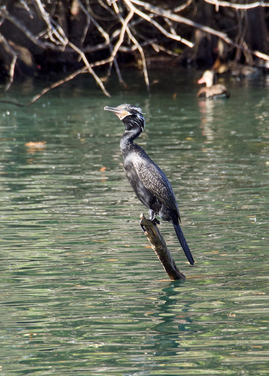 Neotropic Cormorant - ML647147736