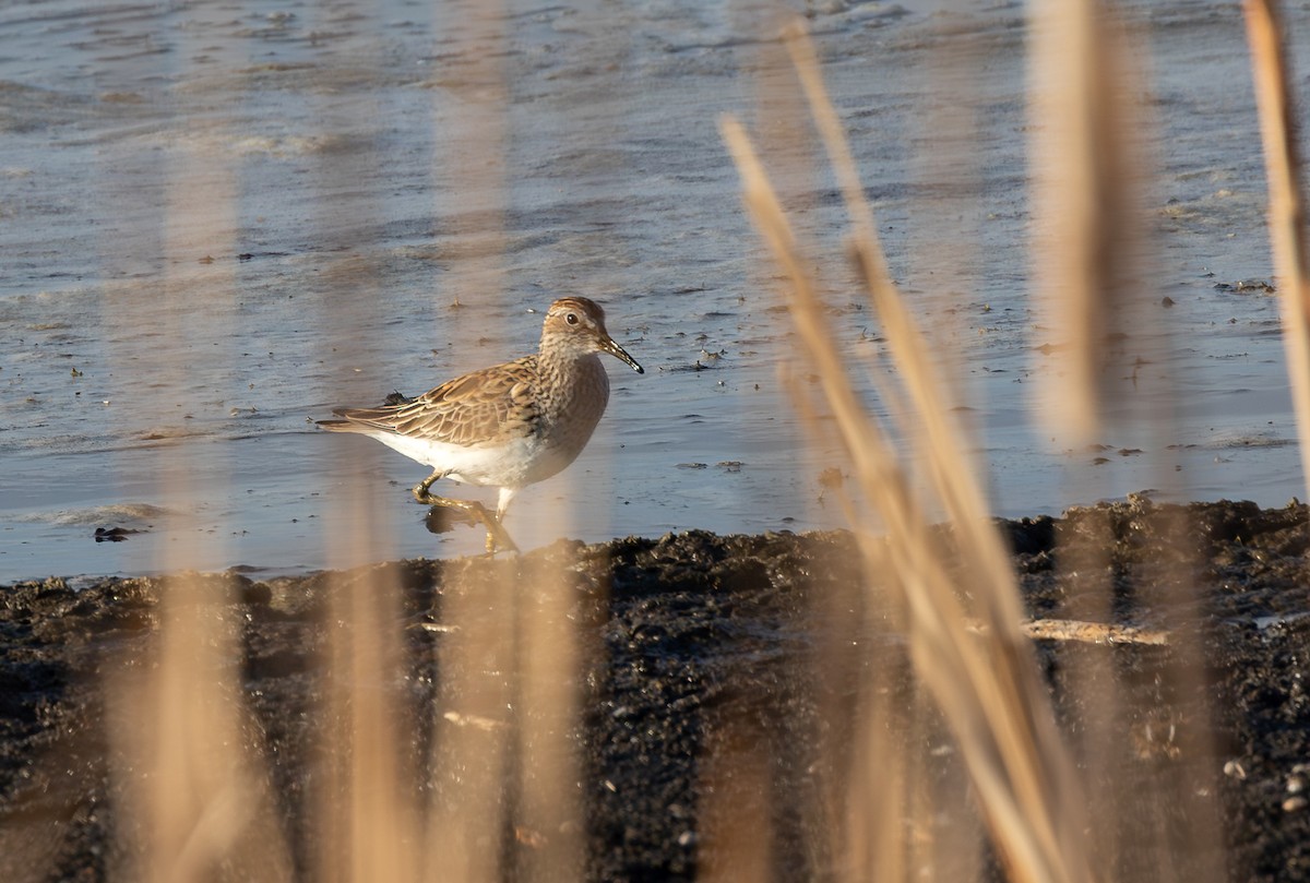 Побережник арктичний - ML647147739