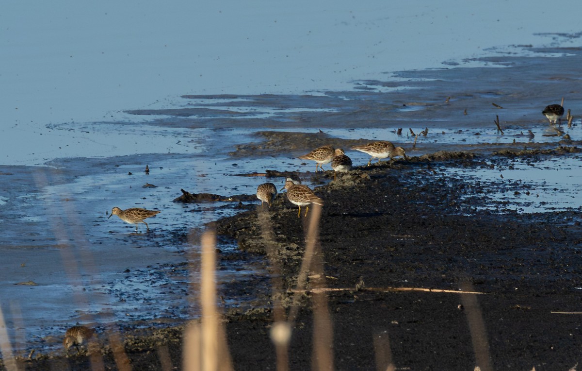 Побережник арктичний - ML647147740
