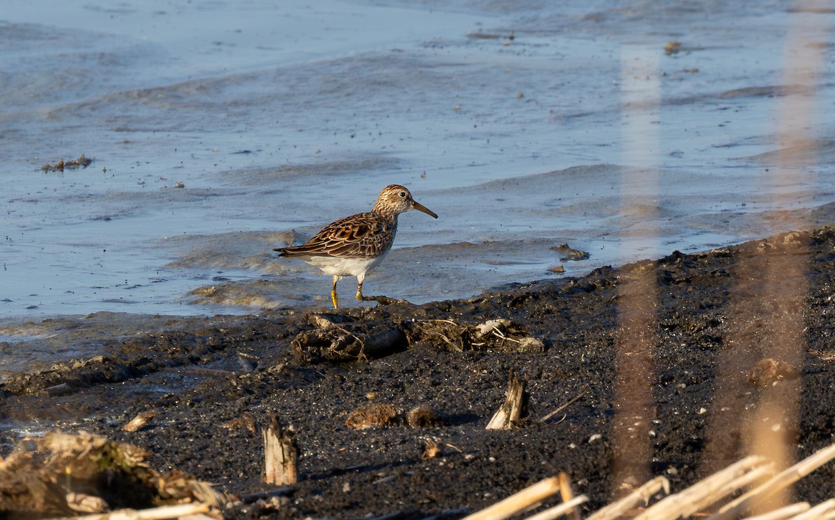 Побережник арктичний - ML647147741