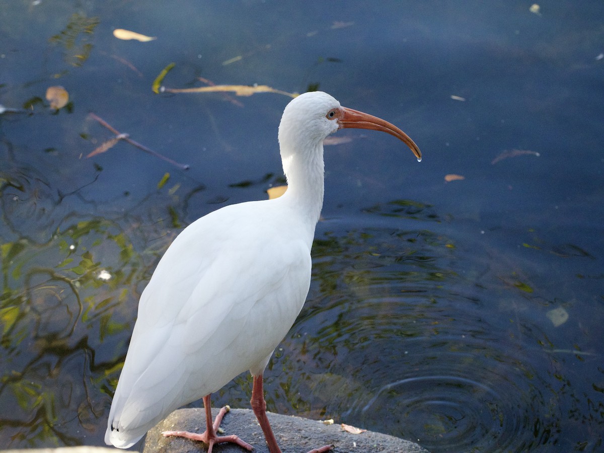 White Ibis - ML647147750