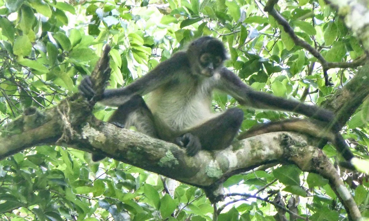 Central American Spider Monkey - ML647147763