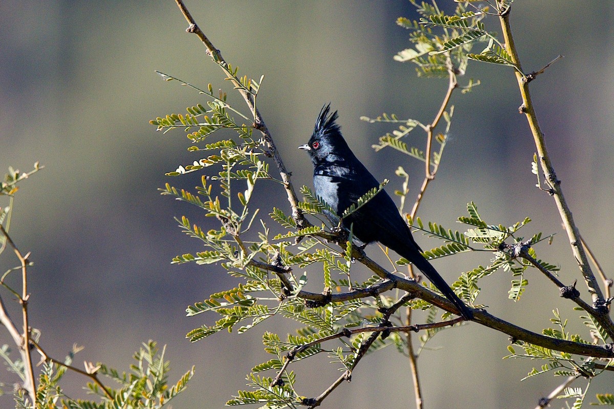 Phainopepla - ML647147785