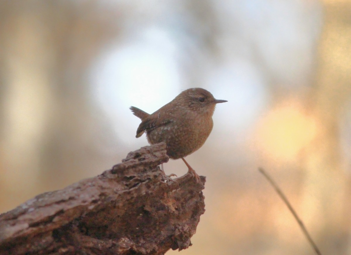 střízlík kanadský - ML647147791