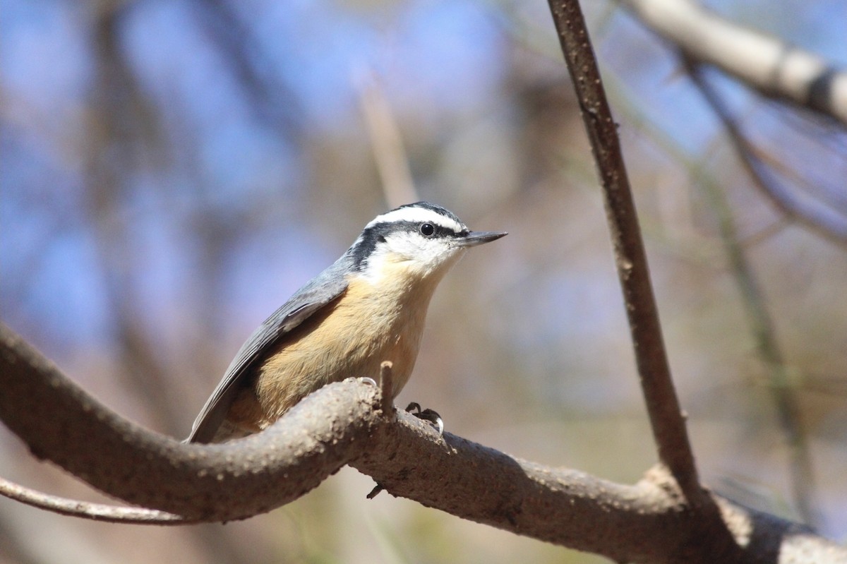 brhlík americký - ML647147803