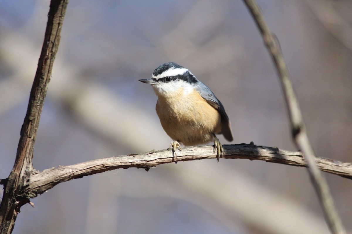 brhlík americký - ML647147804