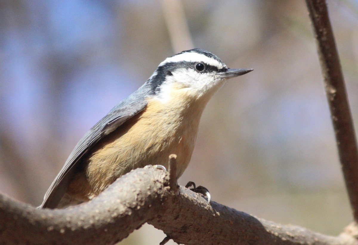 brhlík americký - ML647147805