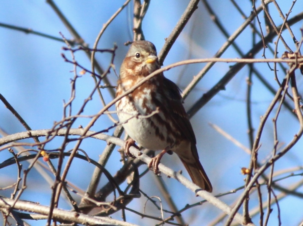 strnadec kaštanový - ML647147809