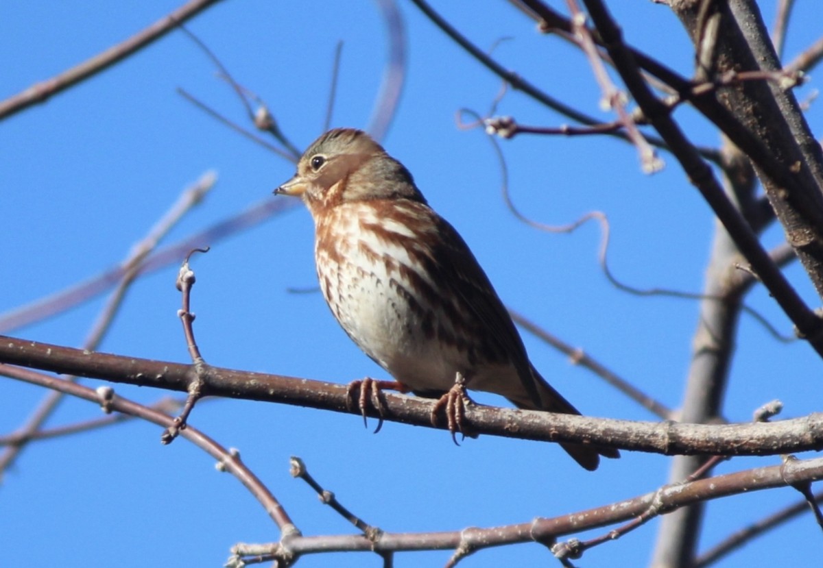 strnadec kaštanový - ML647147810