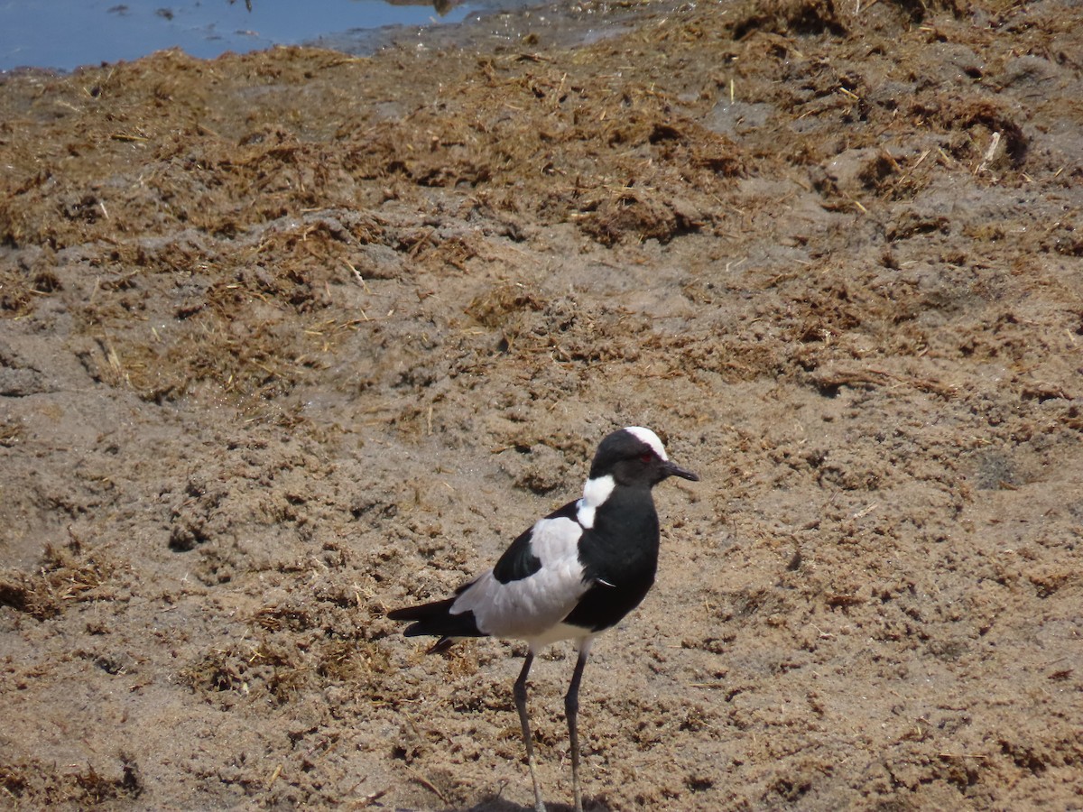 סיקסק הנפח - ML647147811