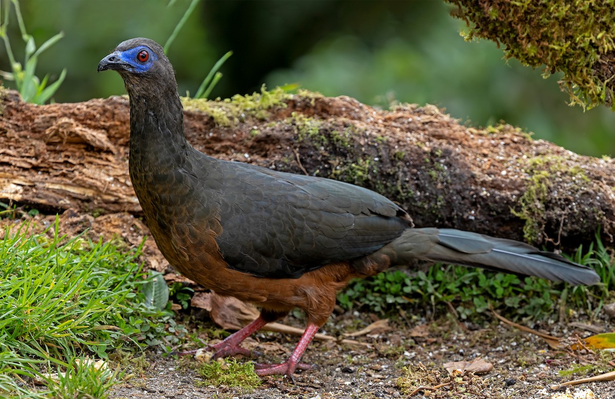 Sickle-winged Guan - ML647147815
