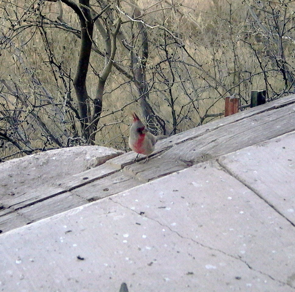 Pyrrhuloxia - ML647147826