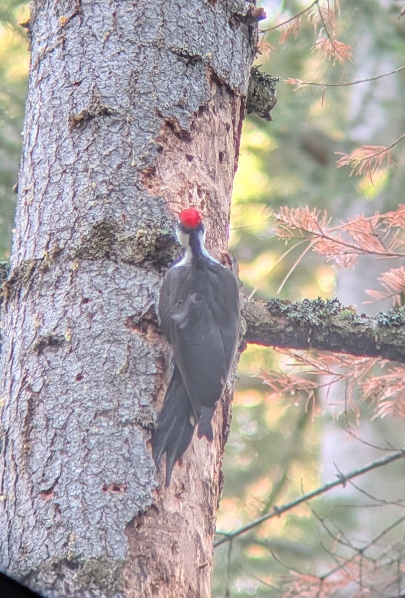 Pileated Woodpecker - ML647147827