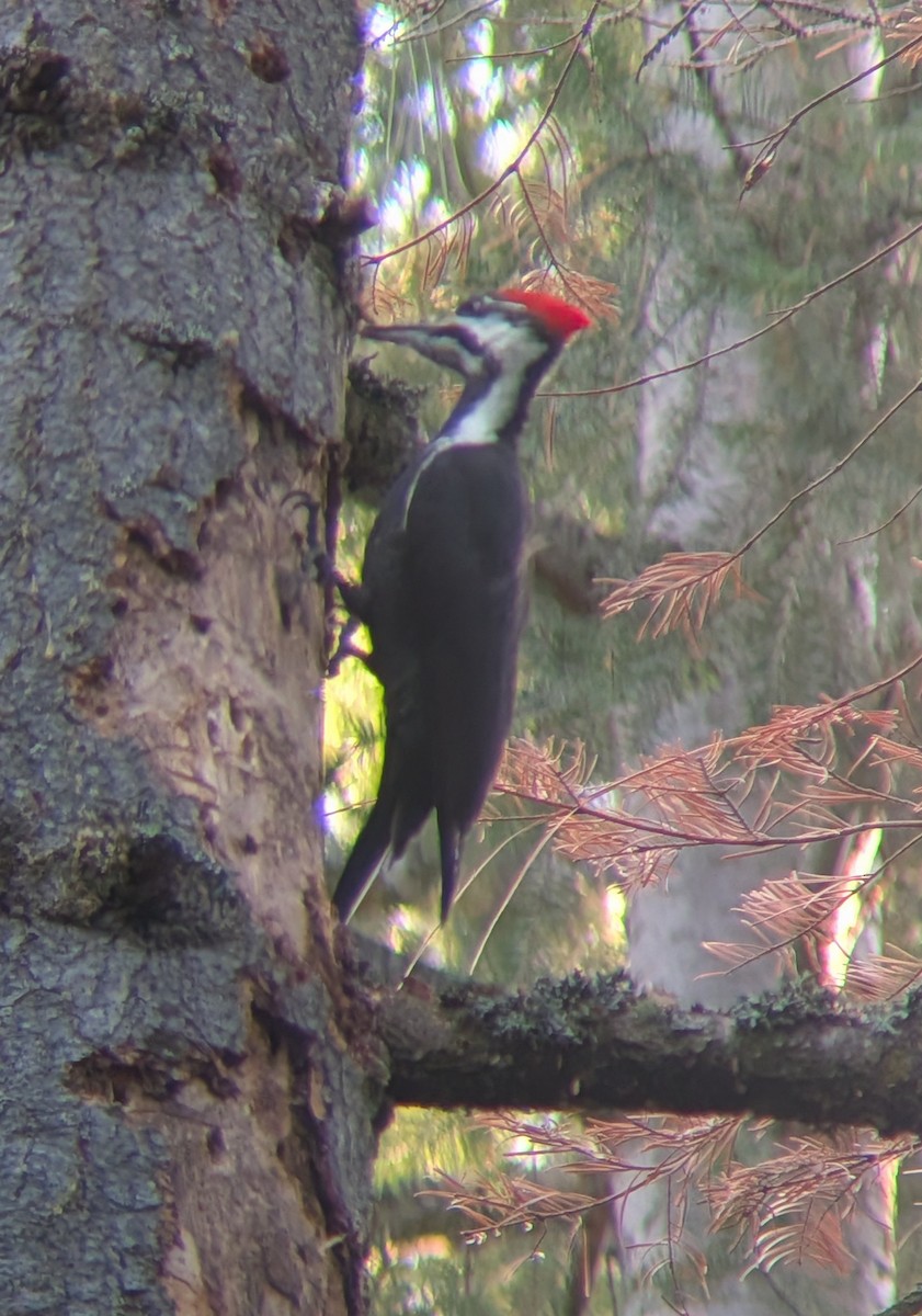 Pileated Woodpecker - ML647147828