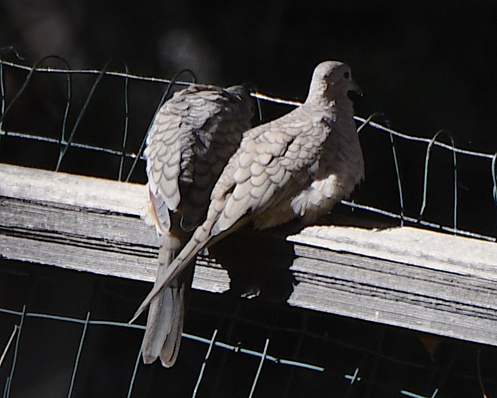 Inca Dove - ML647147833