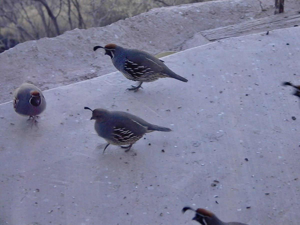 křepel čelenkový - ML647147835