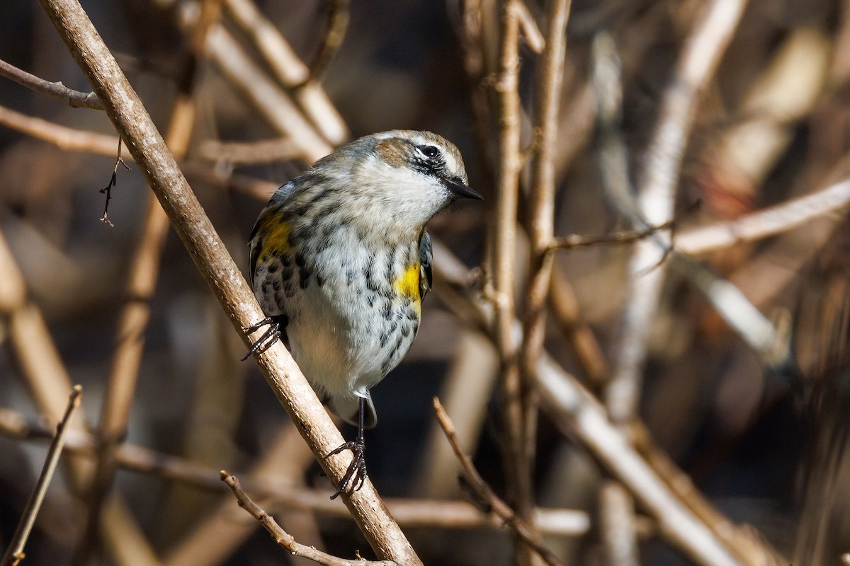 Yellow-rumped Warbler - ML647147836