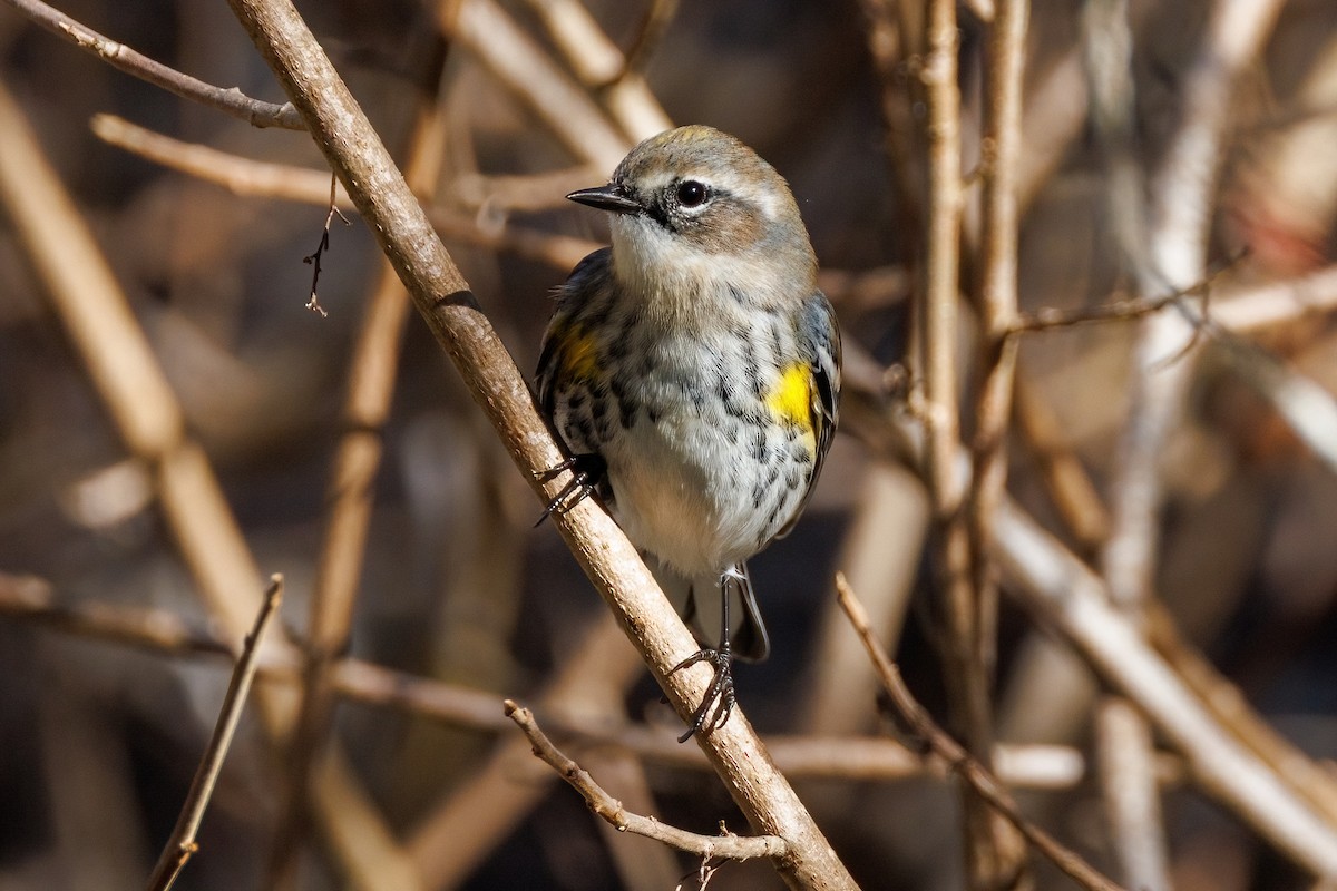 Yellow-rumped Warbler - ML647147837