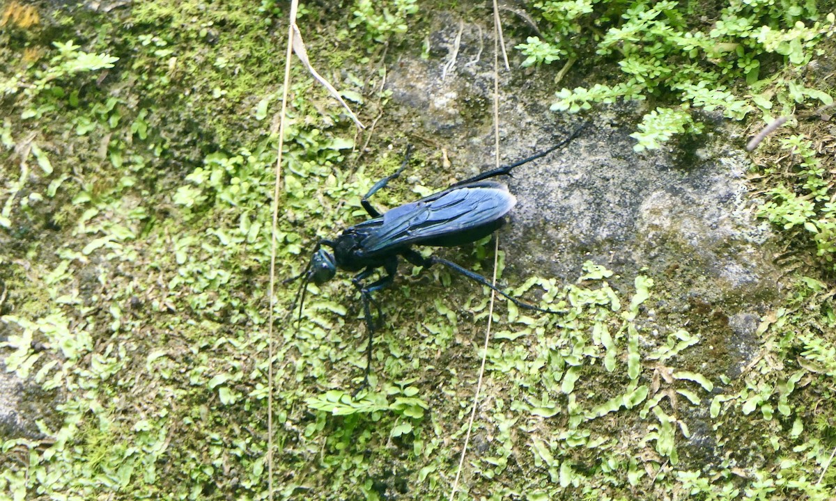 Elegant Tarantula-hawk Wasp - ML647147851