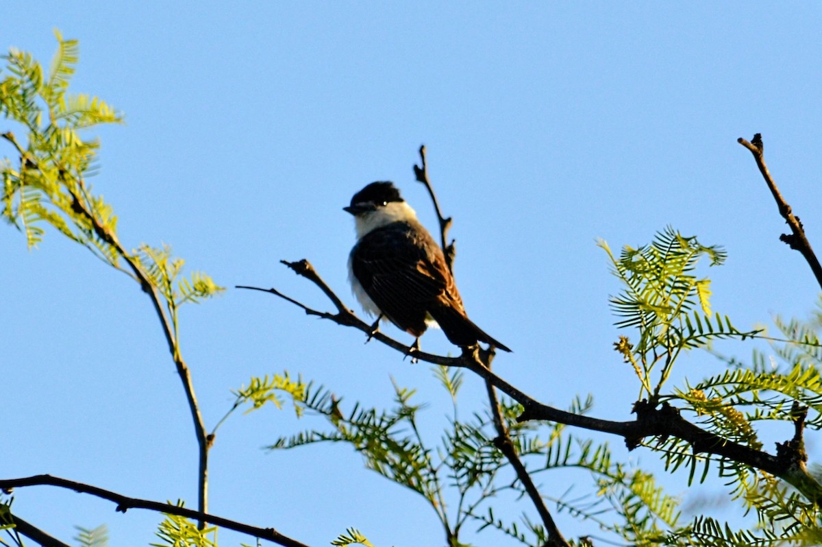 White-naped Xenopsaris - ML647147853