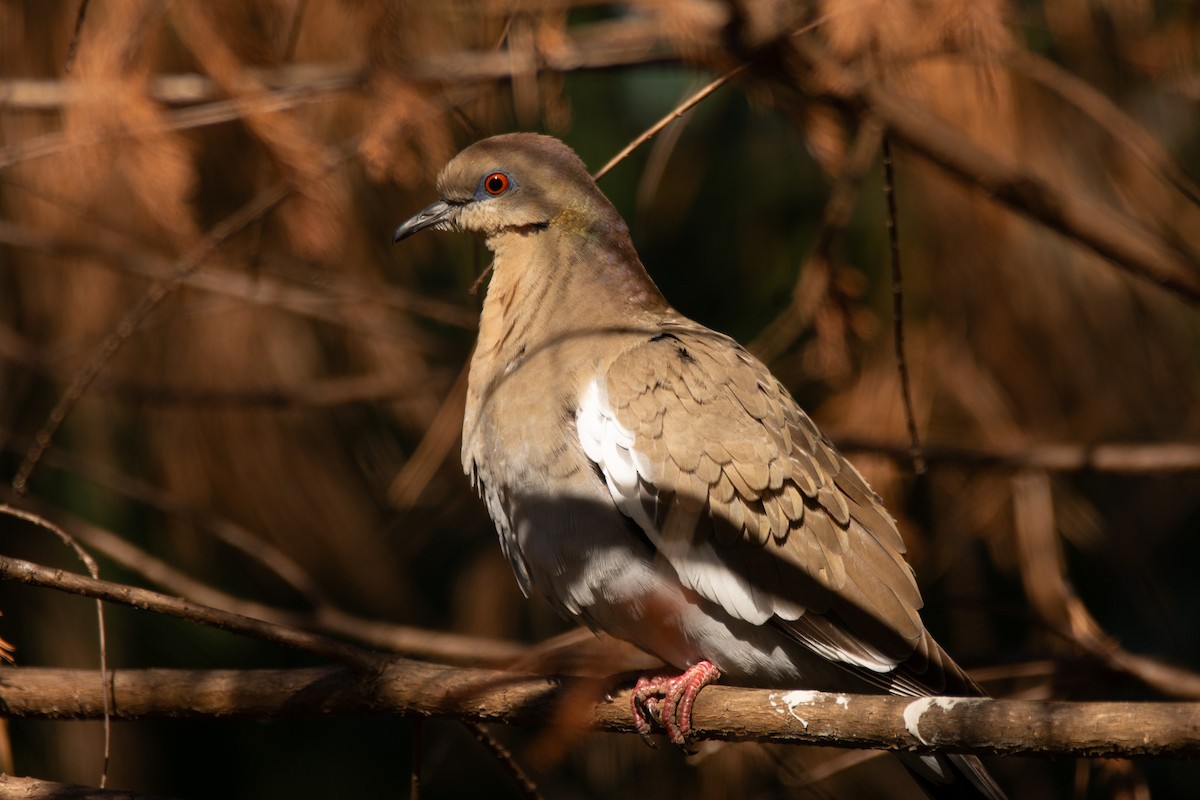 White-winged Dove - ML647147858