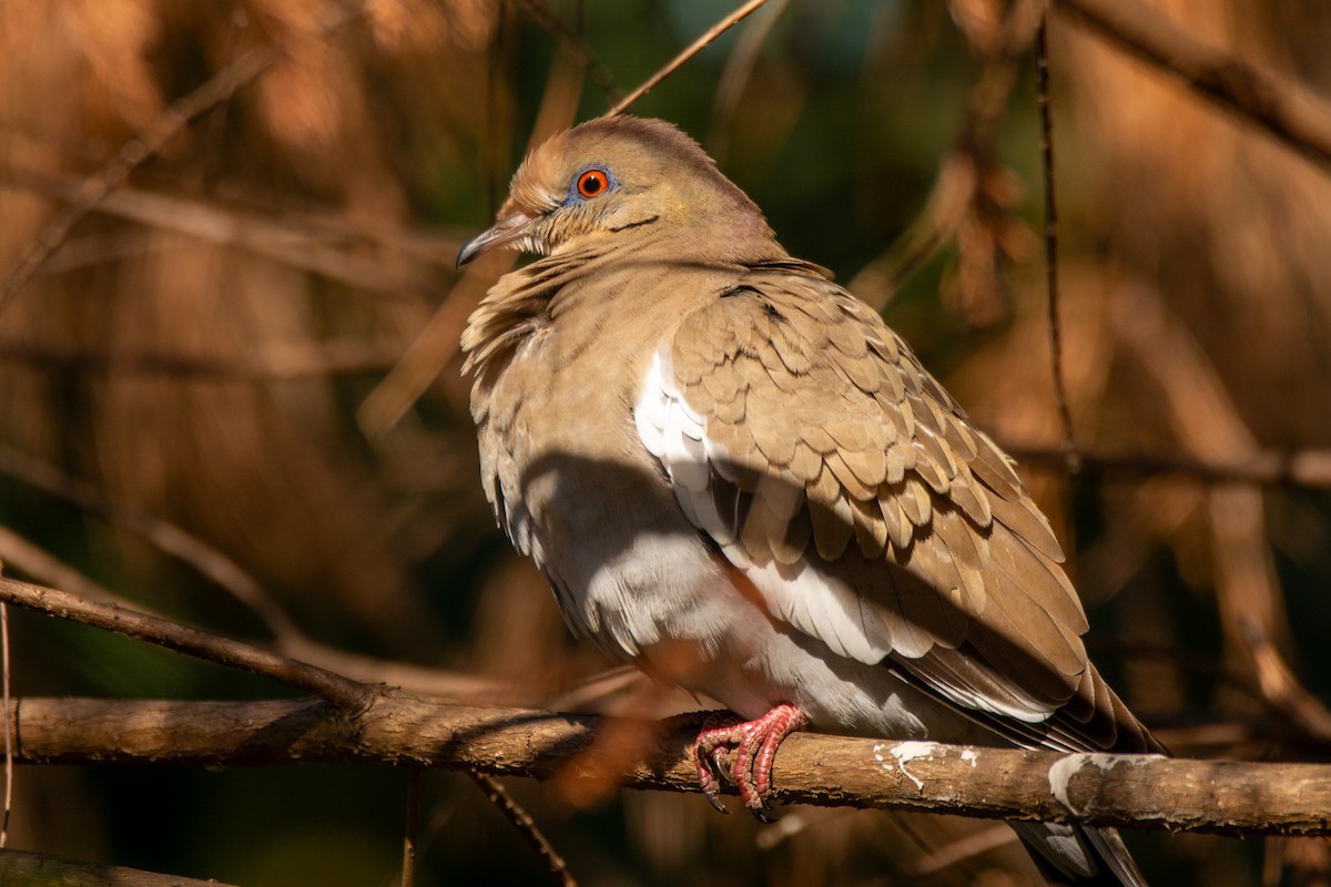 White-winged Dove - ML647147859