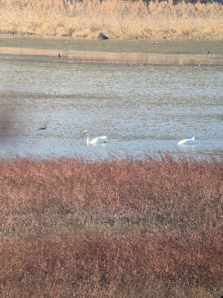 labuť trubač - ML647147866