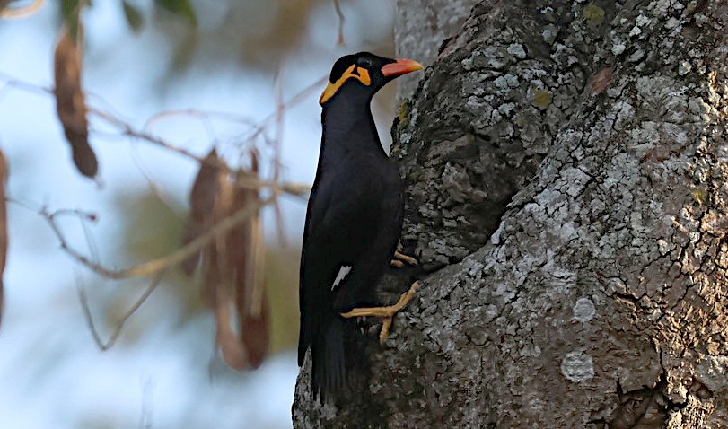 Common Hill Myna - ML647147867