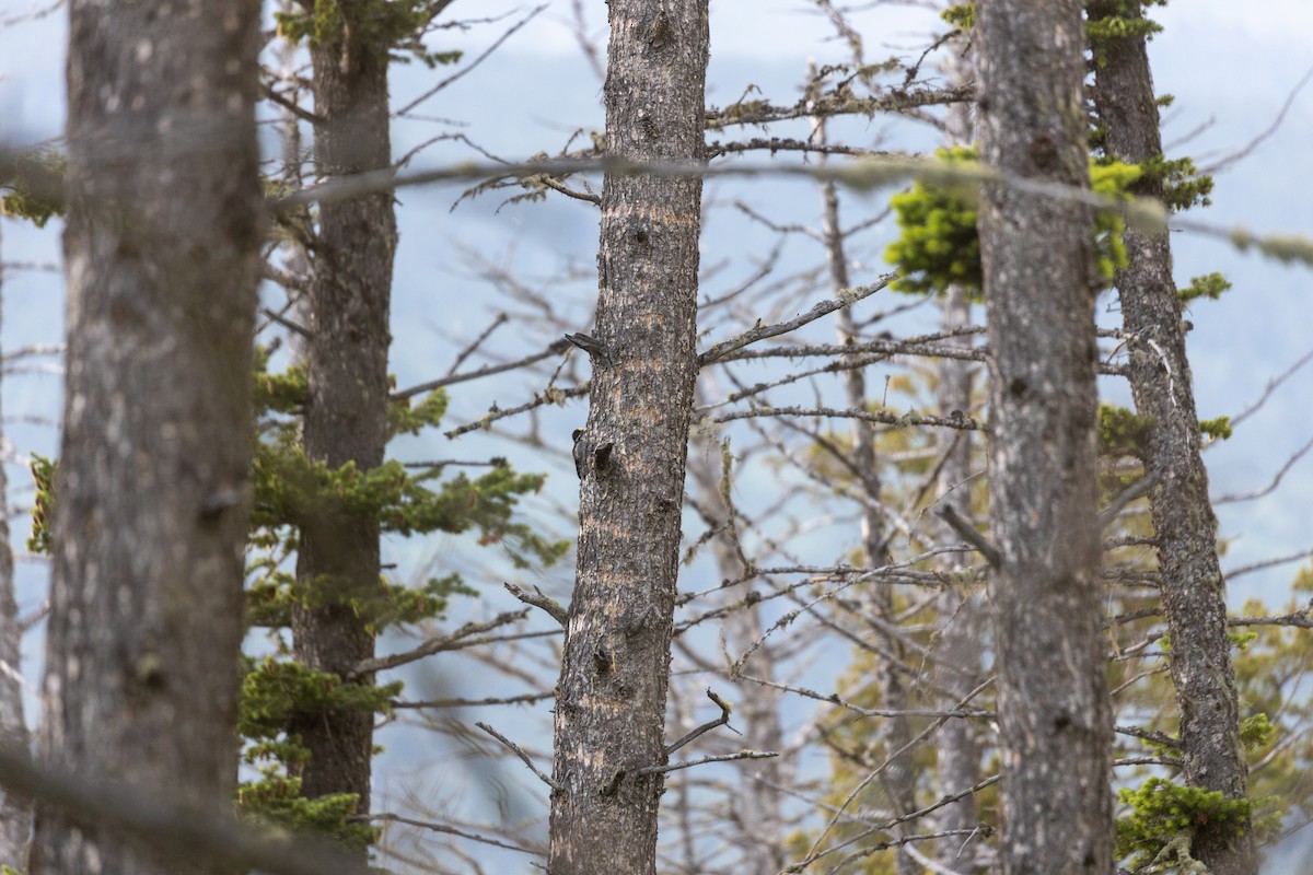 Black-backed Woodpecker - ML647147868