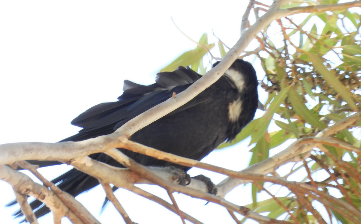 Австралийская ворона - ML647147871