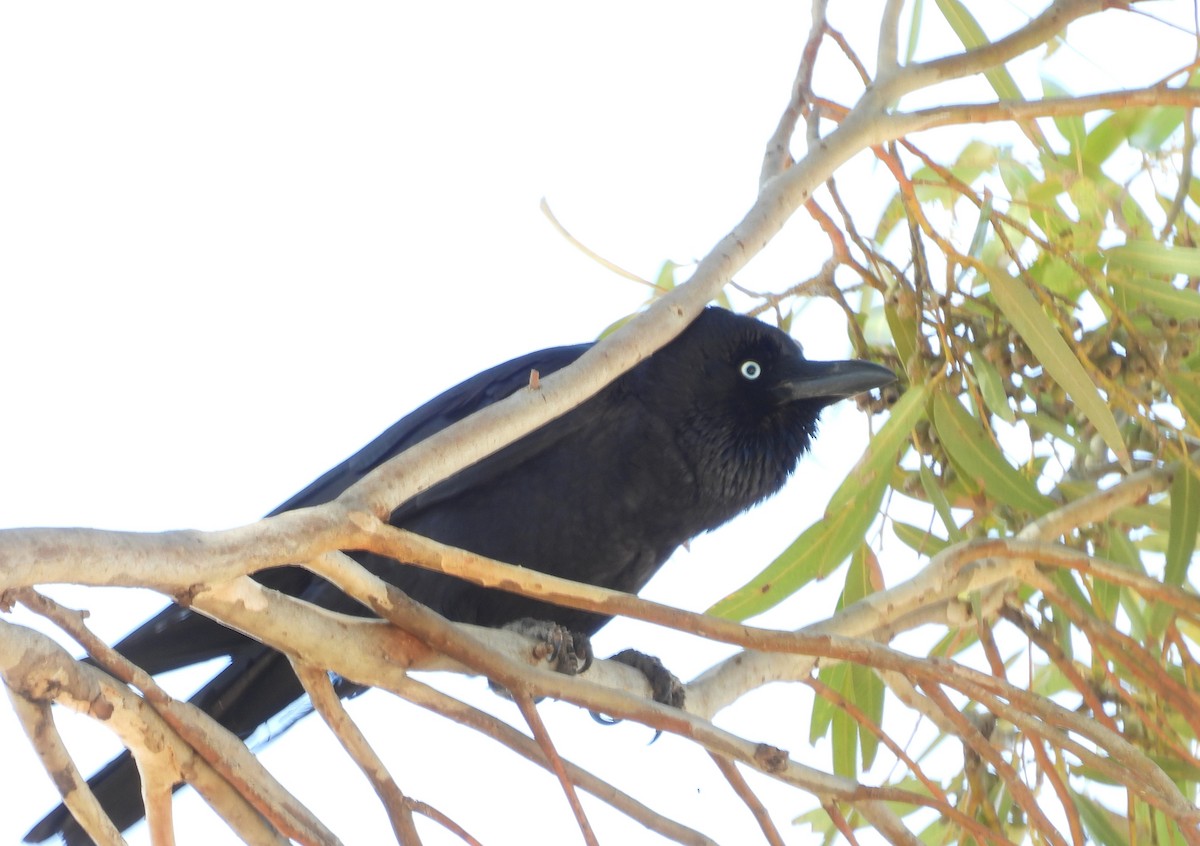 Австралийская ворона - ML647147872