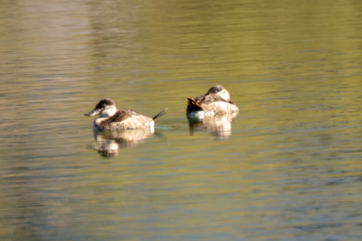 Ruddy Duck - ML647147873