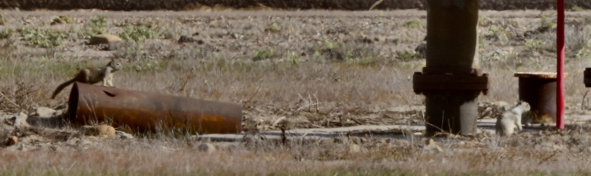 Animals - ML647147878