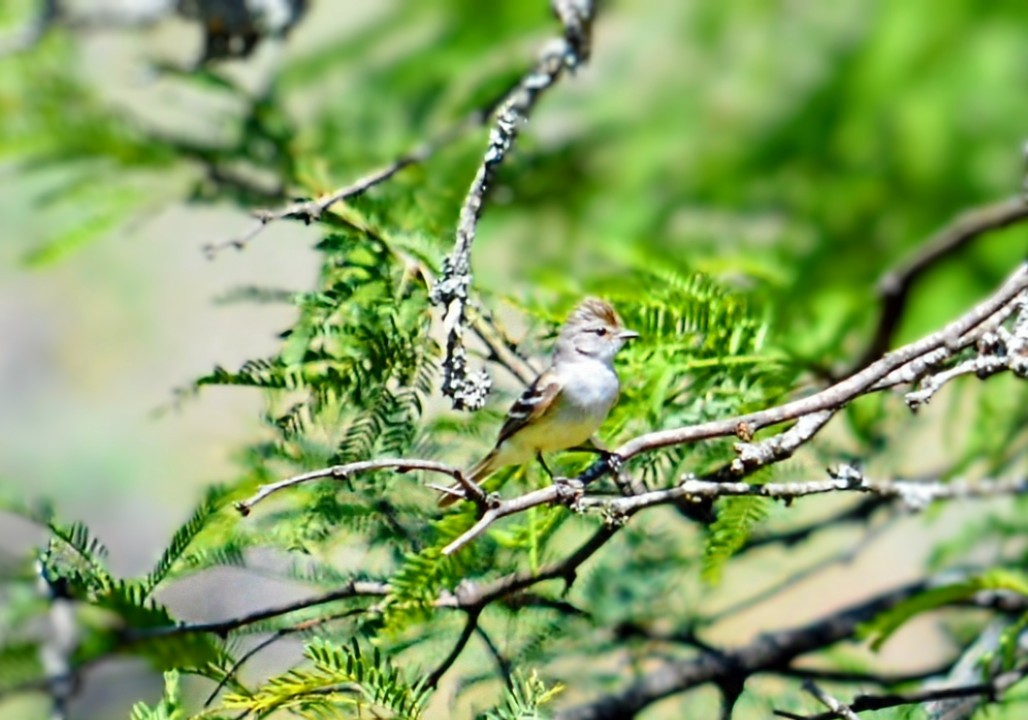 Southern Scrub-Flycatcher - ML647147880