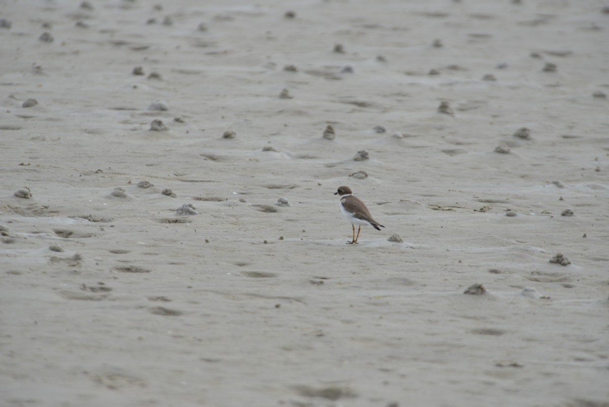 Semipalmated Plover - ML647147895