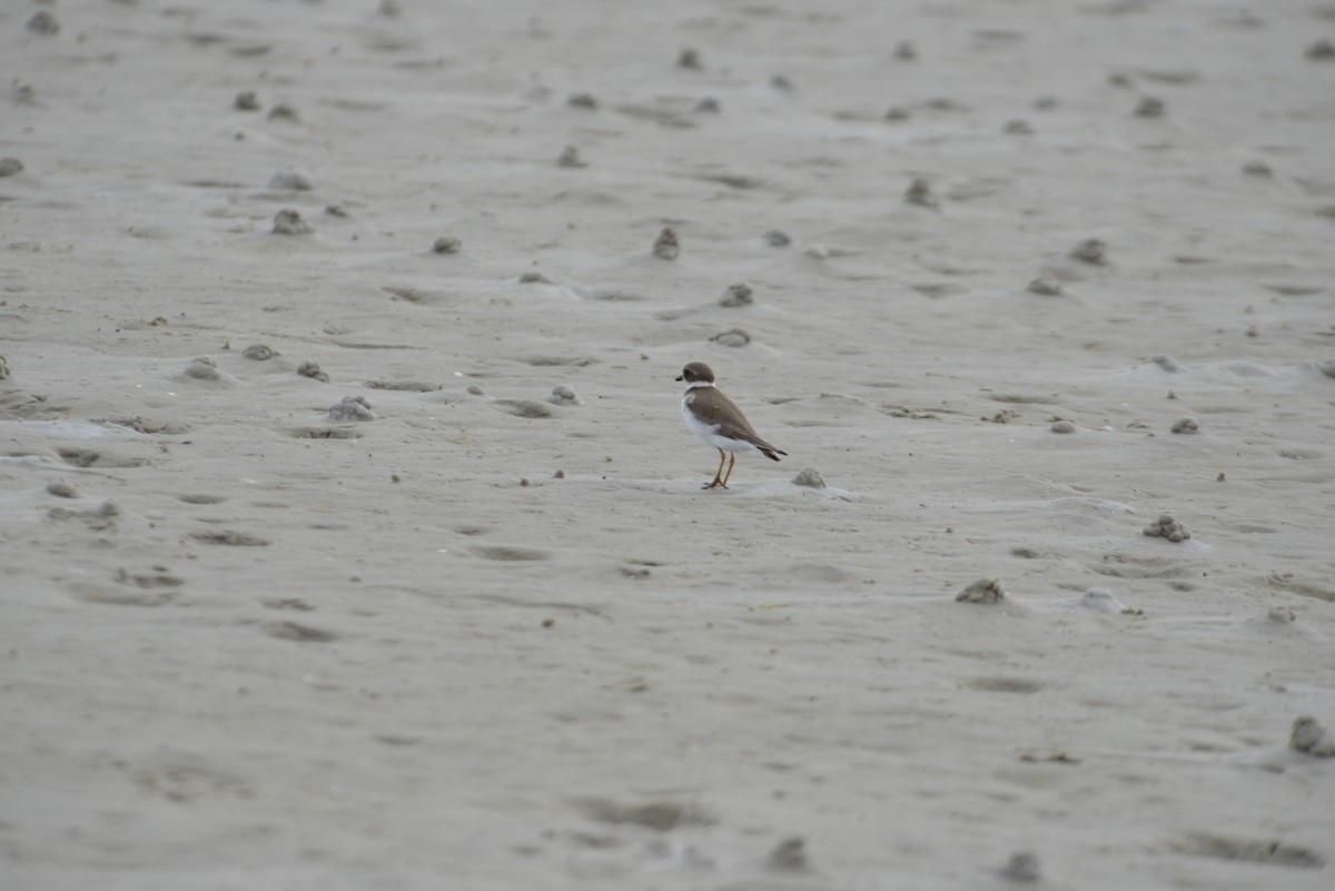 Semipalmated Plover - ML647147896
