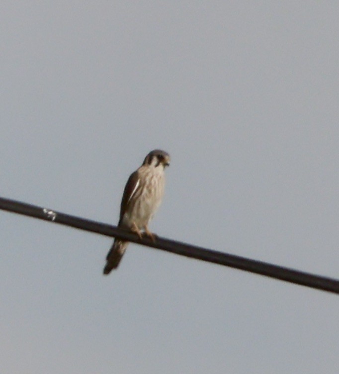 American Kestrel - ML647147900