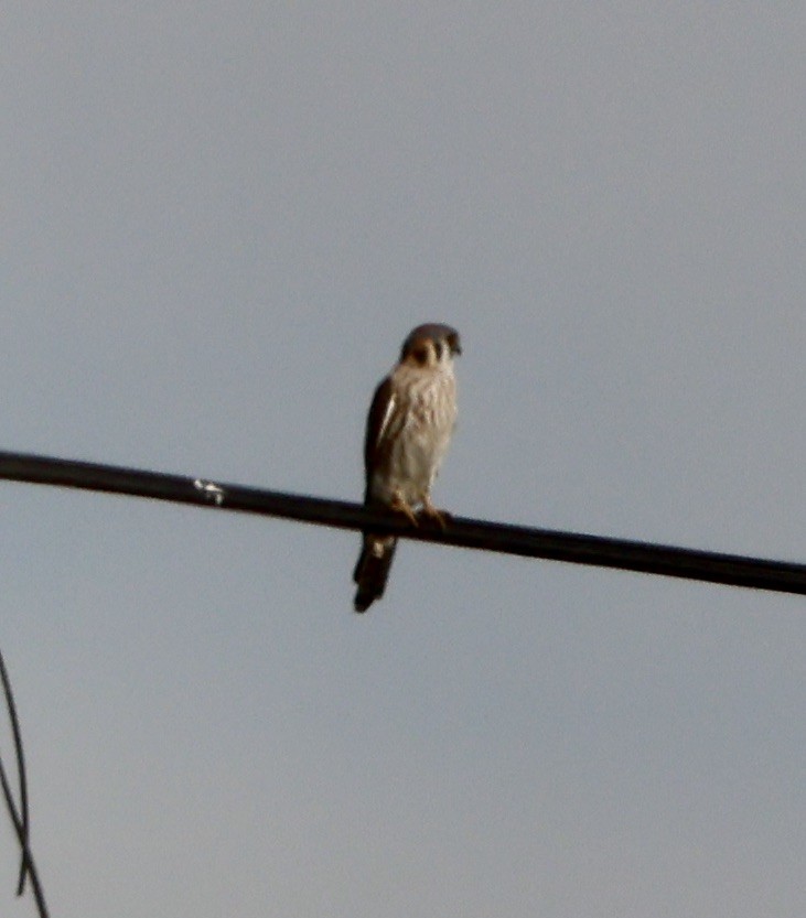 American Kestrel - ML647147903
