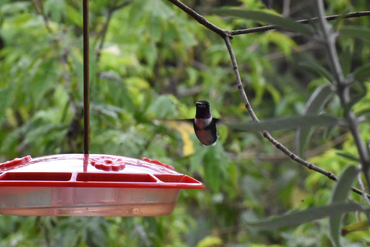 hvitbukkolibri - ML647147907