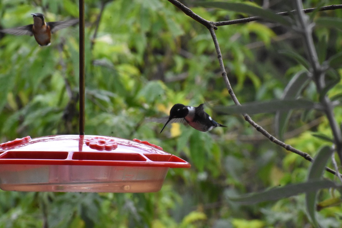 hvitbukkolibri - ML647147908