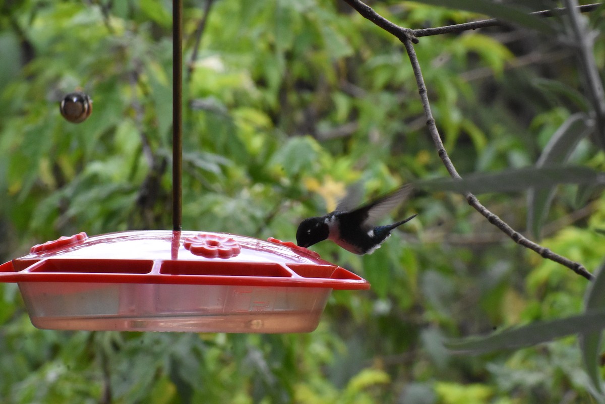 hvitbukkolibri - ML647147909