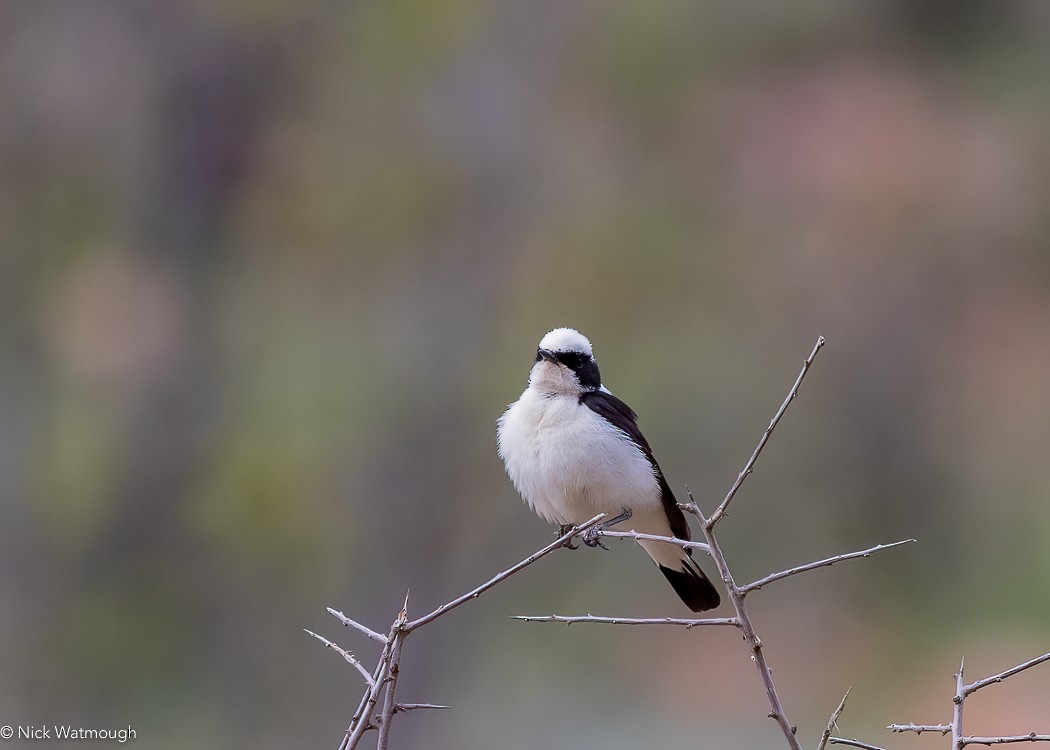 Eastern Black-eared Wheatear - ML647147914