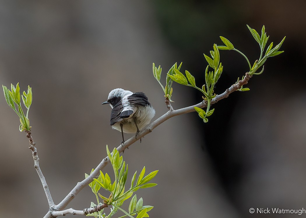 Eastern Black-eared Wheatear - ML647147915