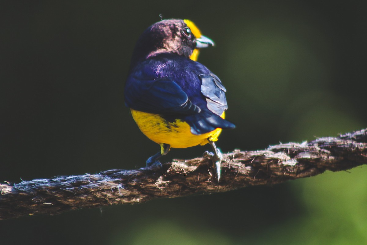 Purple-throated Euphonia - ML647147935