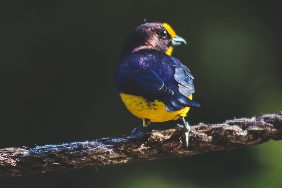 Purple-throated Euphonia - ML647147936