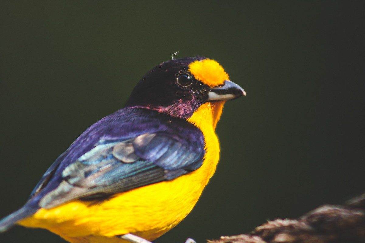 Purple-throated Euphonia - ML647147937