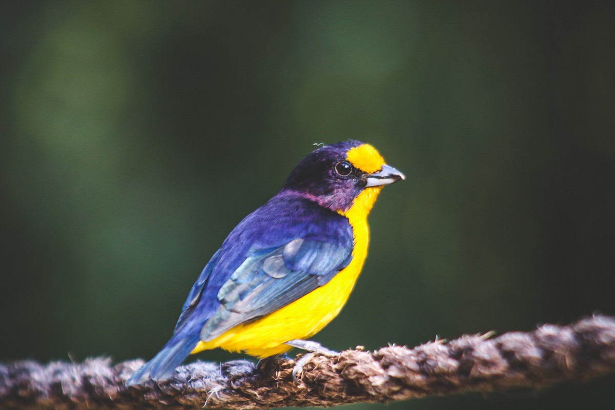 Violaceous Euphonia - ML647147938