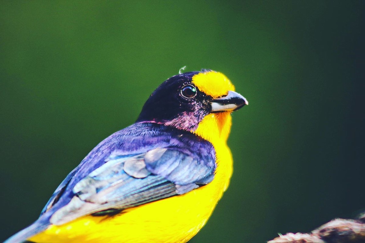 Purple-throated Euphonia - ML647147939